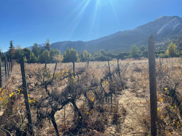 Terreno Con Maravillosas Vistas Mejor Sector Pirque UF4.500 - C1556368379 - Imagen 2