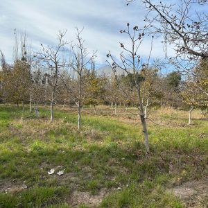 Hermoso Terreno Plano En Exclusivo Sector Pirque UF5.500 C 4044508860